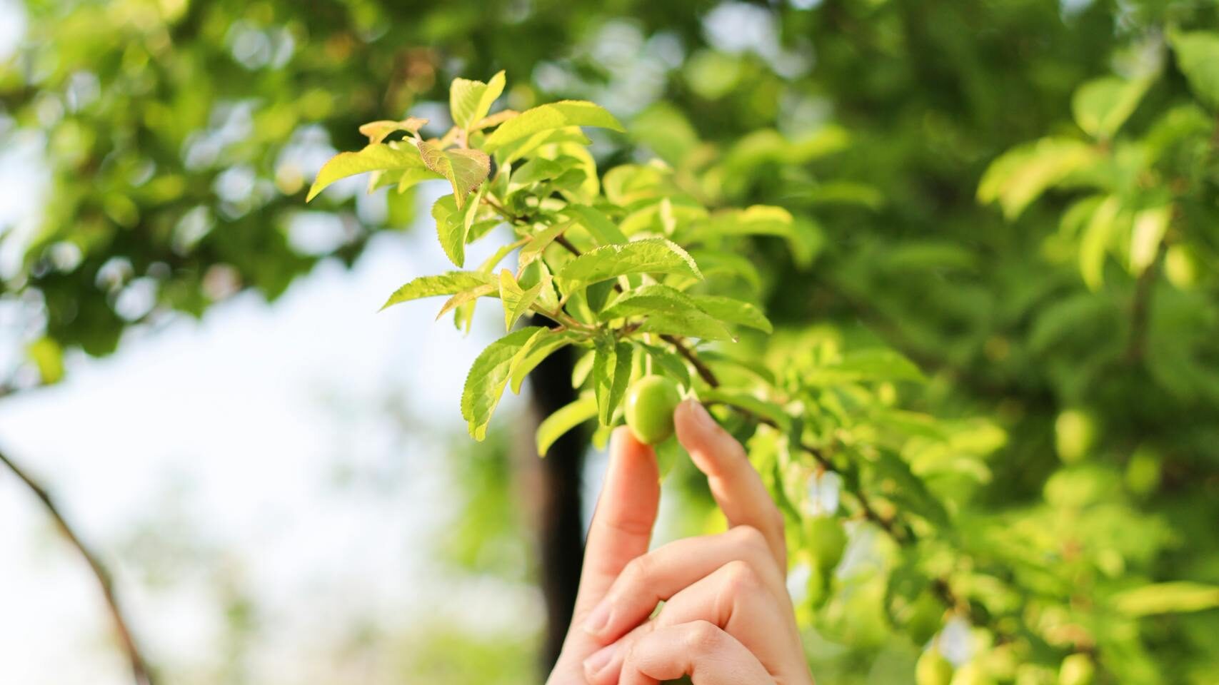 Close-up of a Person Touching a a Green Fruit on a Tree